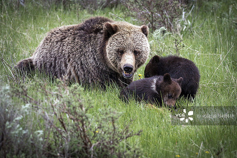 灰熊一家三口图片素材