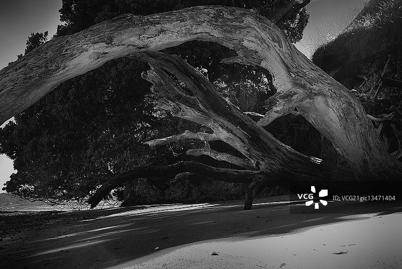 霍基昂加港，新西兰北岛沙滩上的波胡塔卡瓦树图片素材