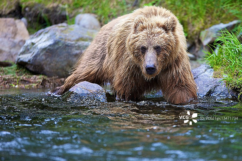 阿拉斯加俄罗斯河灰熊捕食图片素材