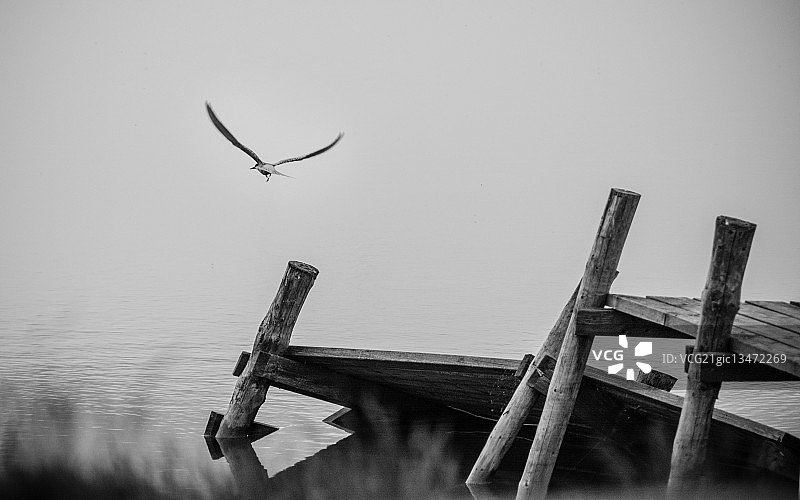 飞越芬兰码头附近湖面的鸟图片素材