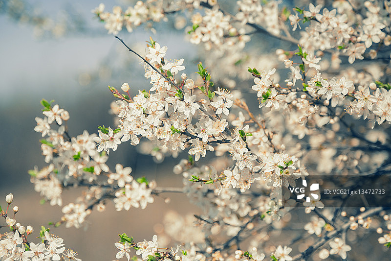 李树的白色花朵图片素材