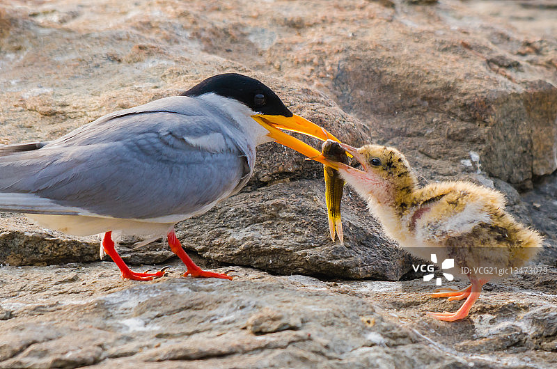 印度卡纳塔克邦兰加纳提图鸟类保护区，河燕鸥(Sterna aurantia)喂雏图片素材