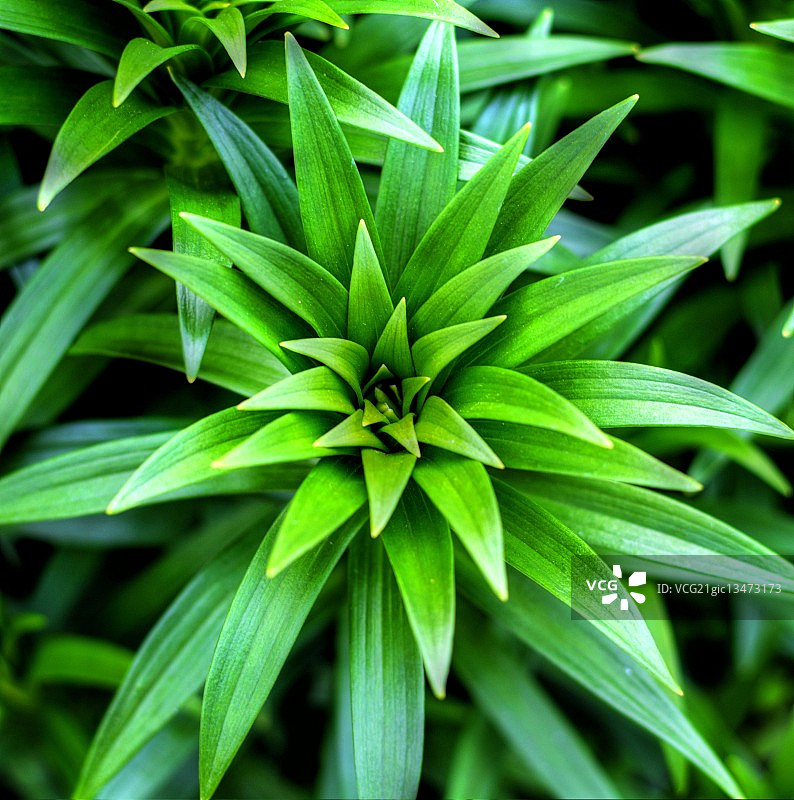 植物分形图案图片素材