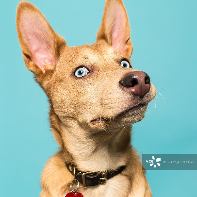 美洲原住民犬肖像图片素材