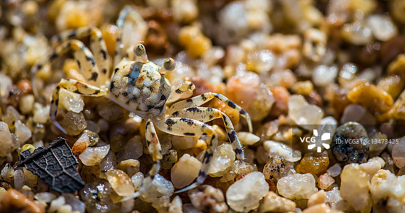 近距离拍摄的沙蟹，墨西哥哈利斯科州图片素材