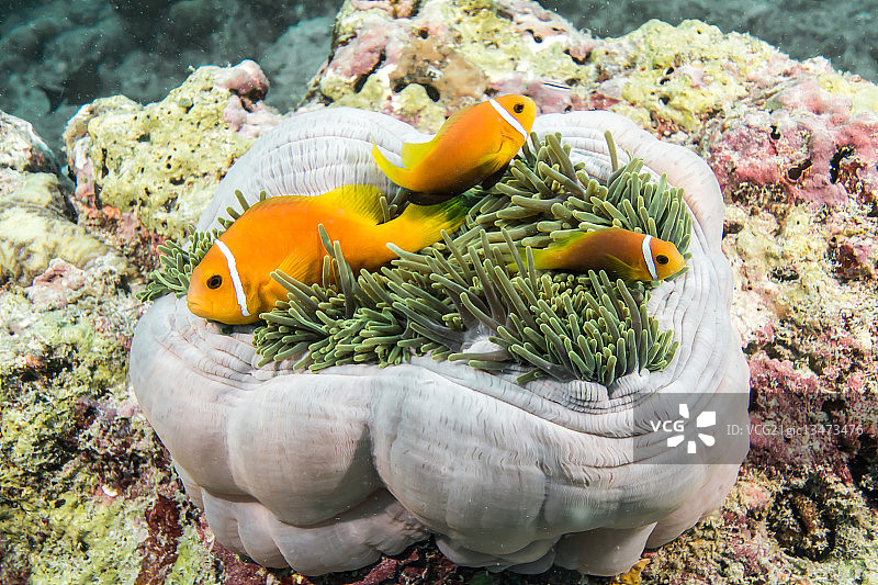 印度尼西亚的番茄小丑鱼图片素材