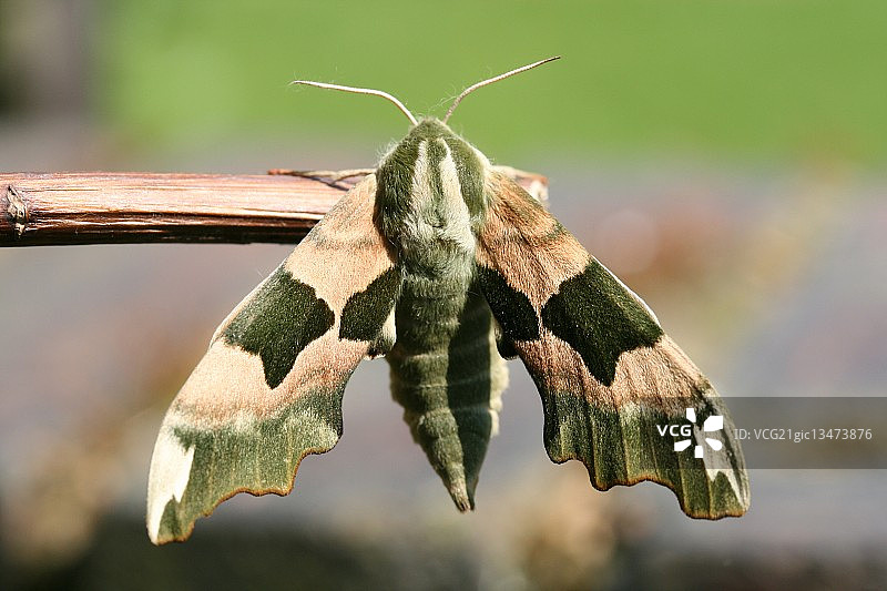 栖息的椴树鹰蛾图片素材