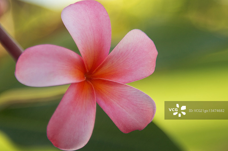 粉红色开花植物特写镜头图片素材