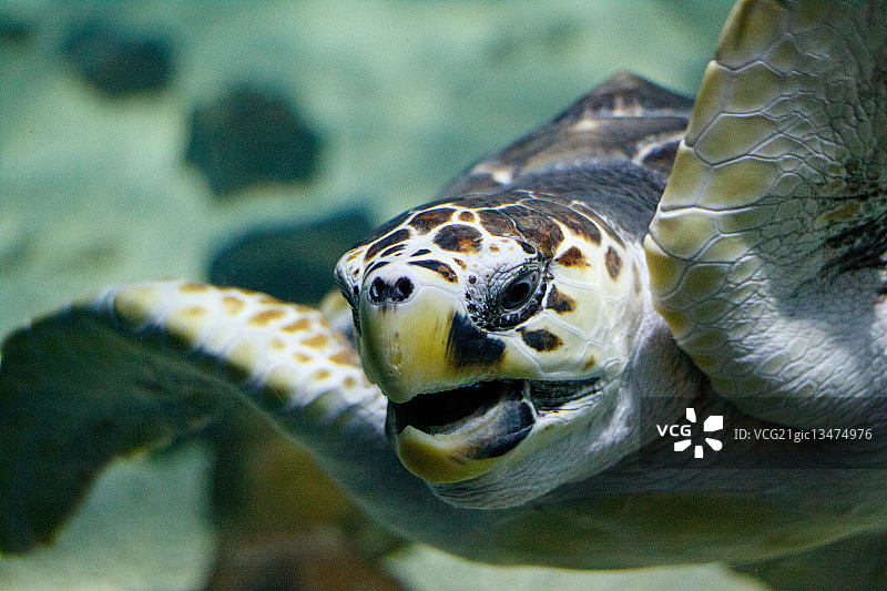 绿海龟特写，弗吉尼亚州纽波特图片素材