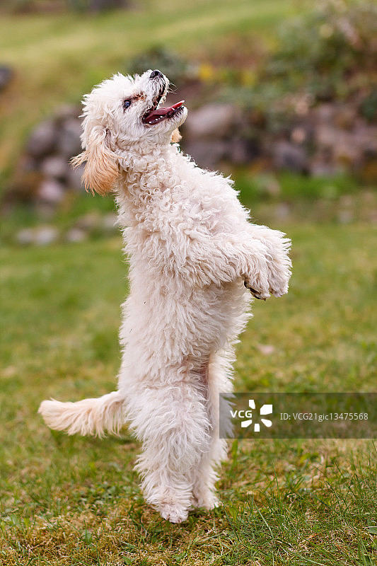 贵宾犬站立技巧图片素材