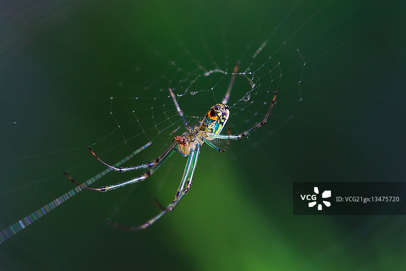 正在狩猎的果园蜘蛛图片素材