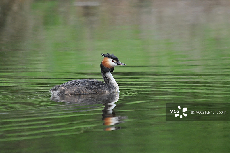 水中的凤头䴙䴘图片素材