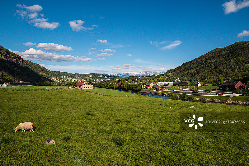 在挪威诺海姆松的田野里吃草的羊图片素材