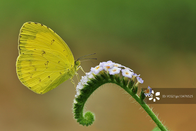 茜草黄蝶停留在野花上，印度阿萨姆邦图片素材