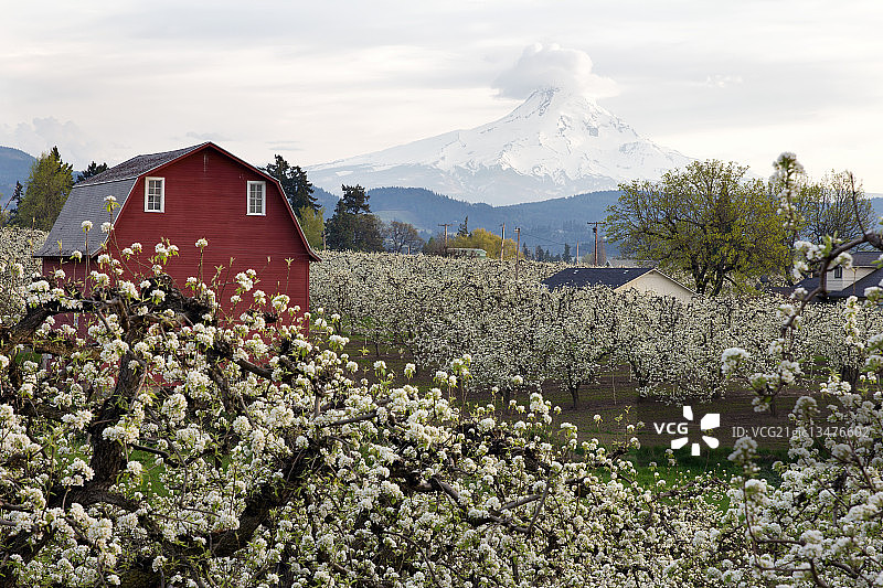 胡德河梨园里的红色谷仓图片素材