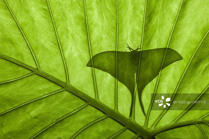 树叶背后的印度月亮蛾图片素材