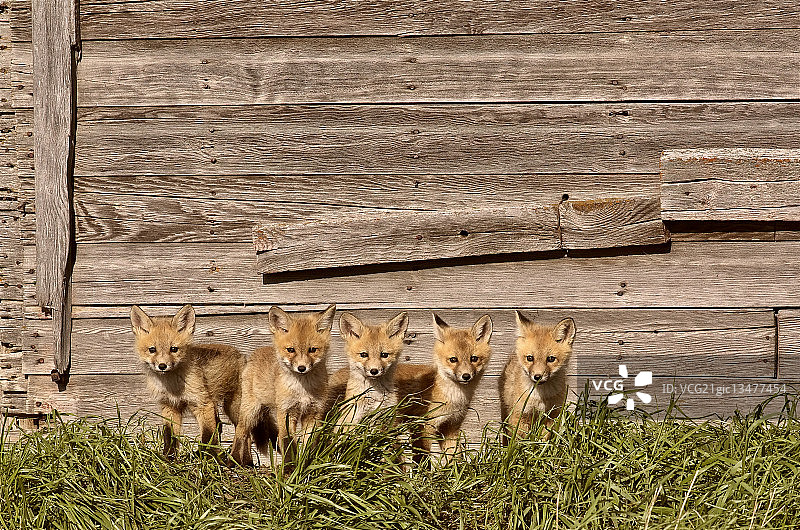 加拿大萨斯喀彻温省的狐狸幼崽图片素材