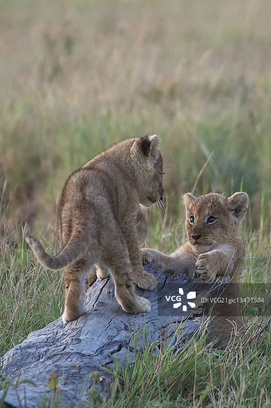 两只幼狮(Panthera leo)在肯尼亚草原的圆木上玩耍图片素材