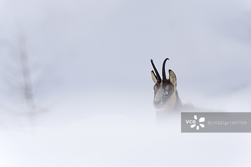 阿尔卑斯羚羊图片素材