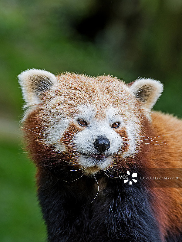英国达德利小熊猫肖像图片素材