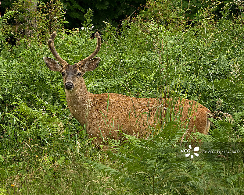 黑尾鹿图片素材