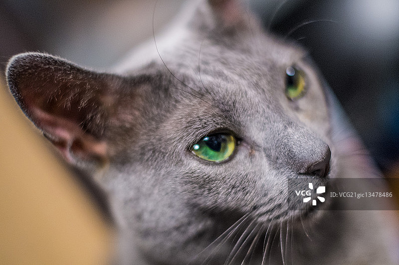 日本东京新宿的绿眼猫图片素材