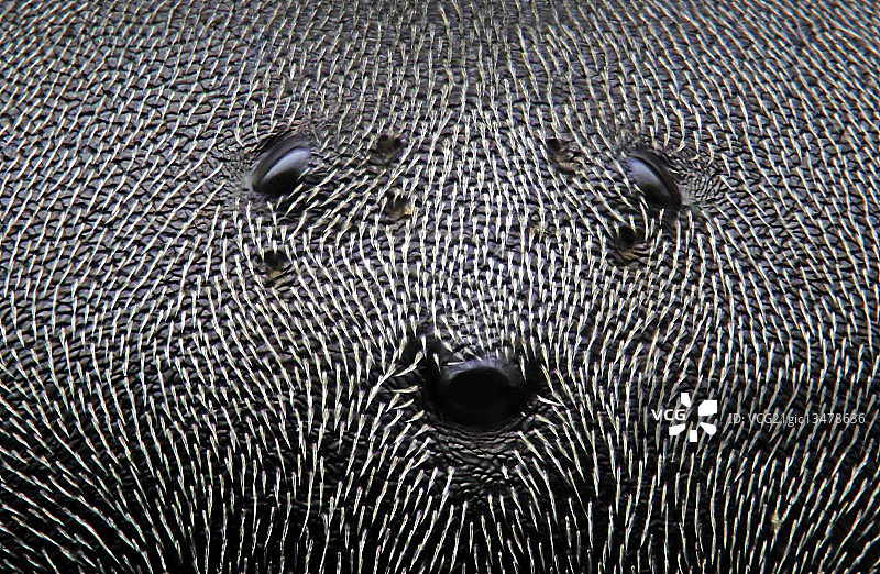 蚂蚁的单眼图片素材