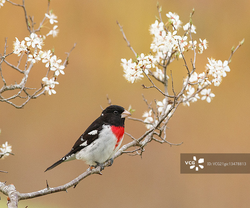 樱桃树上的红胸美洲蜡嘴雀图片素材