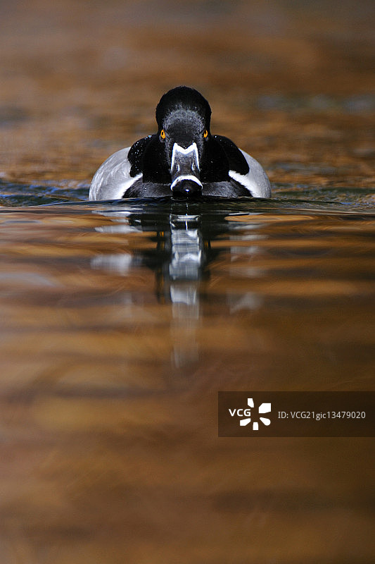 游泳的黑鸭图片素材