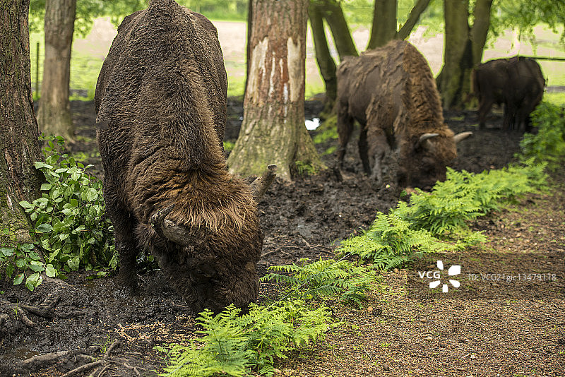 欧洲野牛图片素材