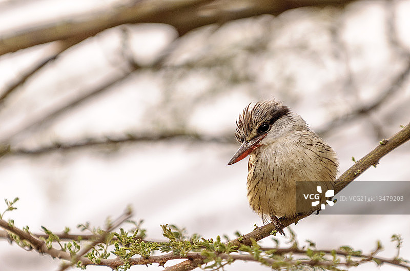 织布鸟图片素材