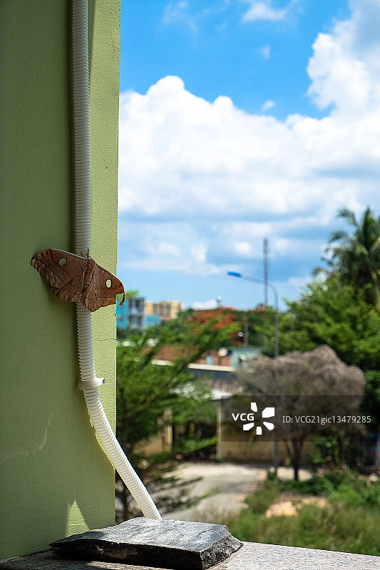 栖息在阳台上的巨型蛾图片素材