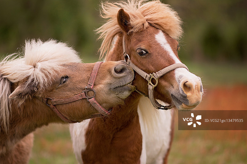 嬉戏中的一对马图片素材