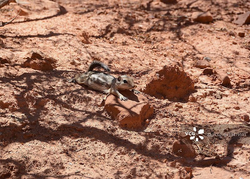 沙漠中的吉祥物图片素材