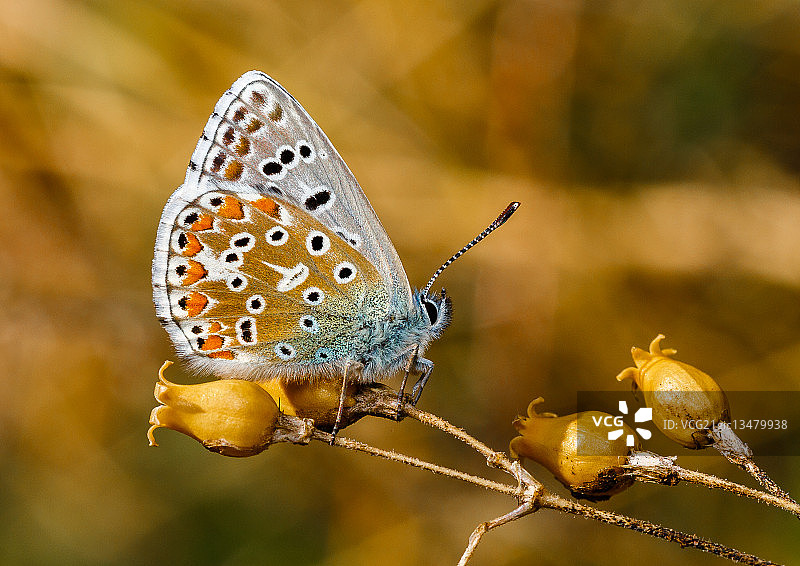 银色斑点蓝色蝴蝶栖息在树枝上（法国）图片素材