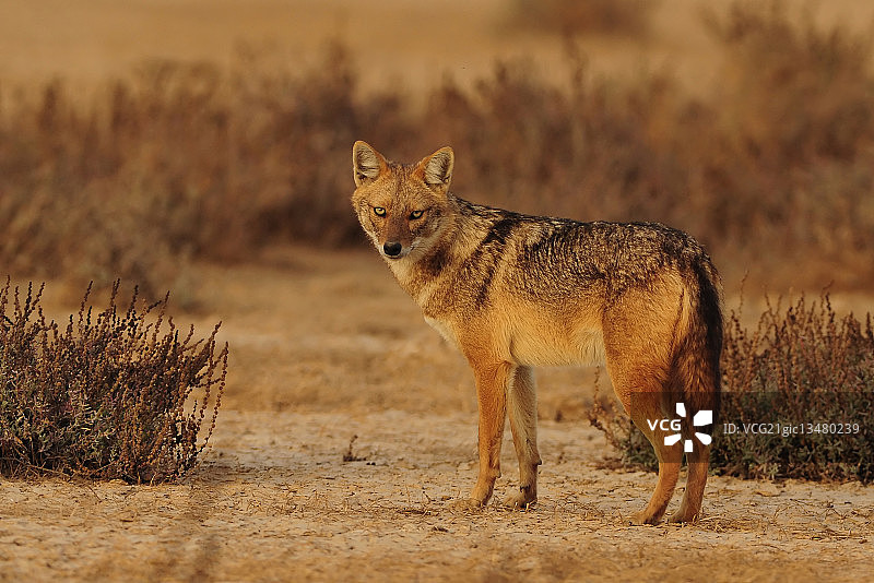 金色胡狼图片素材