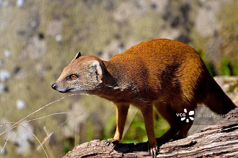 树干上的黄色獴（笔尾獴），英国牛津郡伯福德图片素材