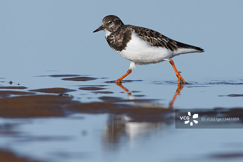 翻石鹬侧视图，英国诺福克图片素材