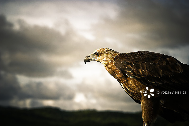 菲律宾鹰（Pithecophaga jefferyi）肖像，卡劳伊野生动物园，科隆，巴拉望，菲律宾图片素材