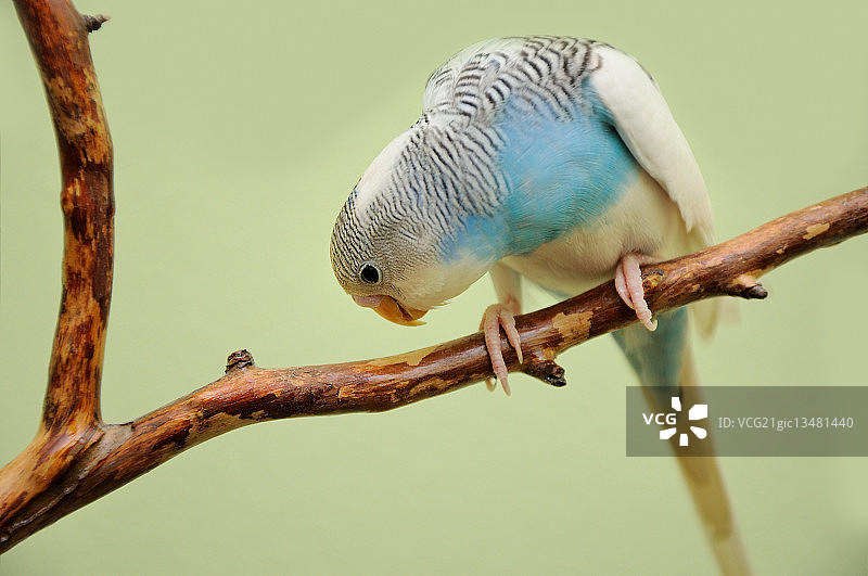 虎皮鹦鹉图片素材