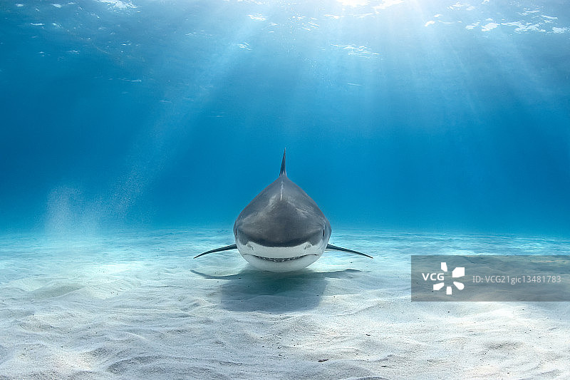 在沙质海底游泳的虎鲨图片素材