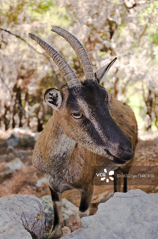萨马利亚峡谷的野生克里-克里山羊，克里特岛，希腊图片素材