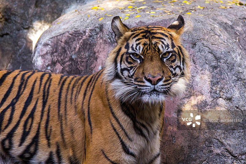 虎肖像，美国肯塔基州路易斯维尔图片素材