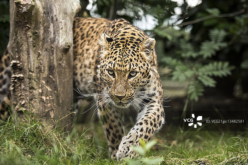 华北豹图片素材