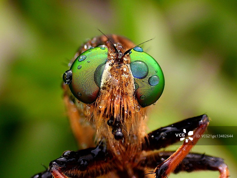 食虫虻特写图片素材