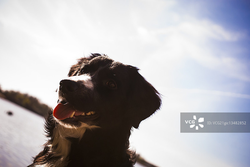 柯利牧羊犬图片素材