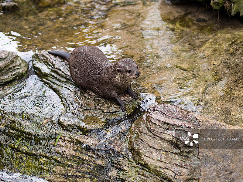 亚洲小爪水獭图片素材