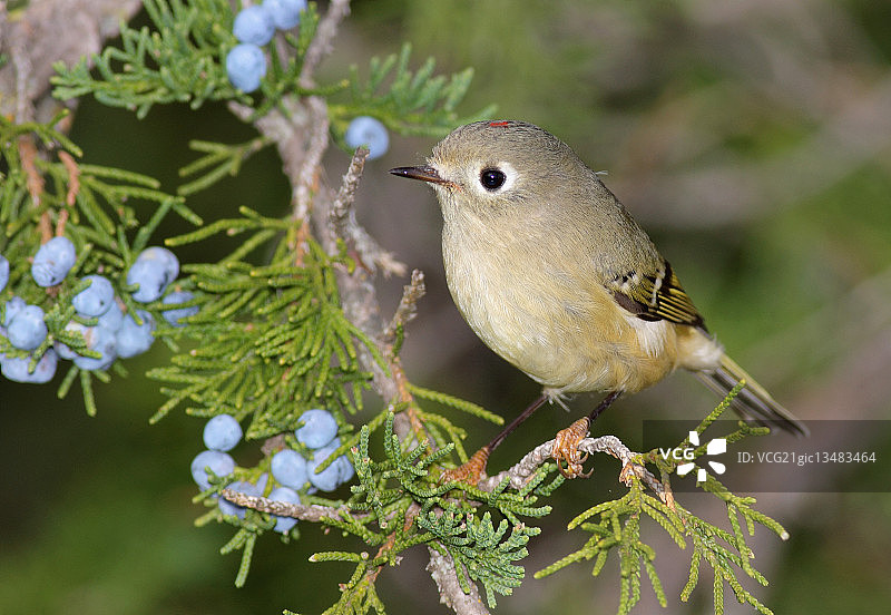 戴菊鸟图片素材