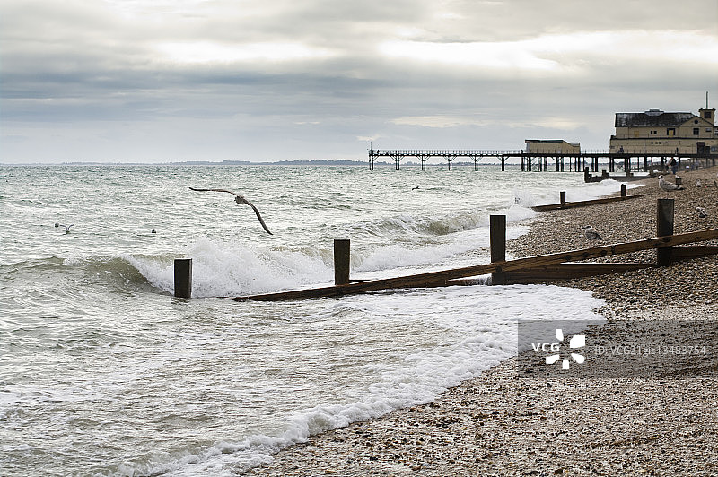 飞过英国博格诺里吉斯海滩的海鸥图片素材