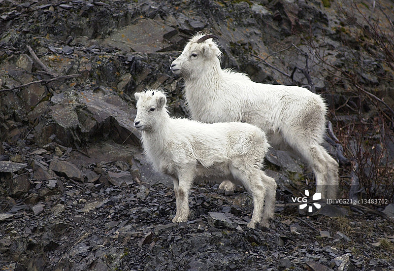 达尔迪克)图片素材